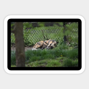 African Wild Dog Sticker